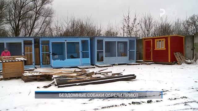 БЕЗДОМНЫЕ СОБАКИ ОБРЕЛИ ПРИЮТ смотреть онлайн