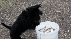 Скотч Терьер.Тобби на Волге 2017г