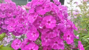 Флокс моей селекции Казачок