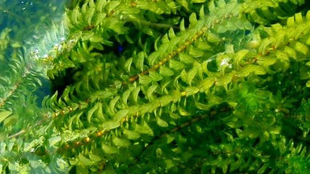 Элодея канадская цветок. Элодея какая водоросль. Элодея канадская байкал. Элодея густолиственная. Элодея канадская.