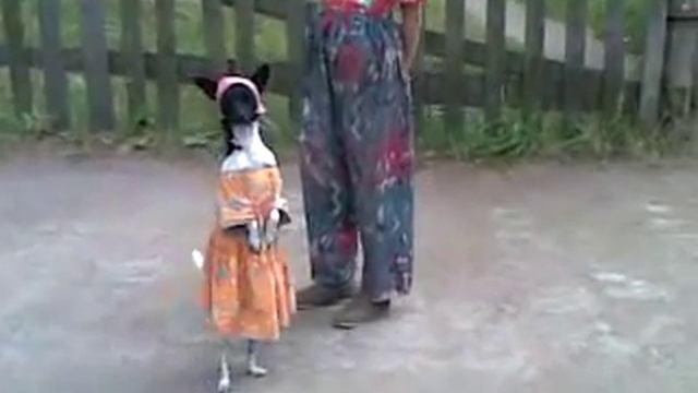 На задних лапах смотреть онлайн