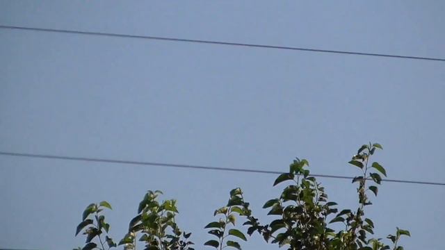 Снова Сокол Сапсан атакует и атакует порвал голубя. Again the Peregrine Falcon tore the pigeon. смотреть онлайн