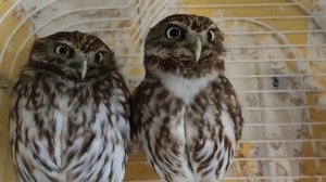 Домовой сыч Изя поёт.