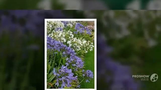Agapanthus - garden plants смотреть онлайн