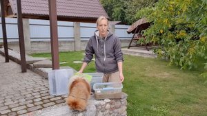 Грунт для черенкования гортензий, какой он должен быть?