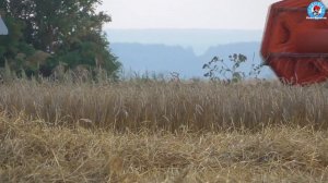 Уборка зерновых-2016. Grain harvesting in 2016