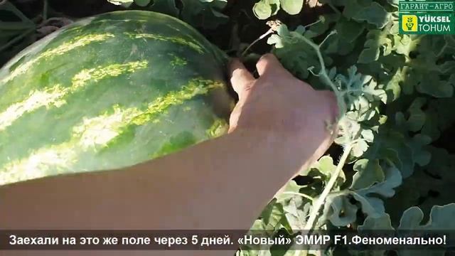 Новый гибрид арбуза. "Новый" ЭМИР F1))) смотреть онлайн