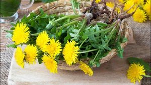 Загадочный Корень: Как Одуванчик раскрывает свои секреты здоровья. В подробностях!