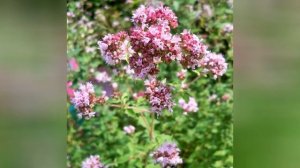 МАЙОРАН (ORIGANUM)