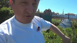 Формирование густой кроны сосны. Результат год спустя.