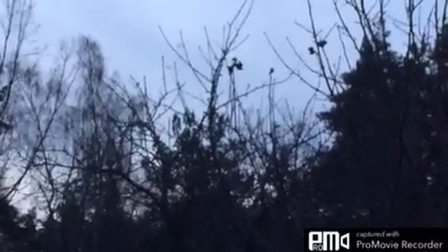 Солнце!Дача.Соловьи.Жуки.Коты.Покупки))) смотреть онлайн