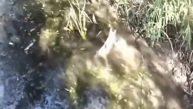 Ловим на Протве в стиле "лайт" смотреть онлайн