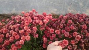 Хризантема мультифлора подводим итоги продаж