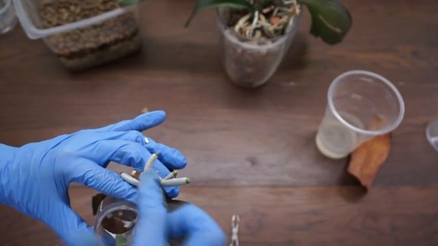 Сажаю ОРХИДЕИ в КЕРАМЗИТ смотреть онлайн