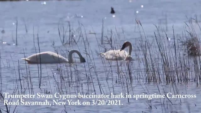 Trumpeter Swan Cygnus buccinator hark in springtime Carncross Road Savannah New York on 3/20/2021. смотреть онлайн