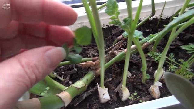 Корм для ахатин - картофельная ботва смотреть онлайн