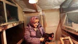 ЕСЛИ СКРЕСТИТЬ КУРИЦУ ЛОМАН БРАУН И ПЕТУХА НЕБРАМУ...ЧТО ПОЛУЧИТСЯ?