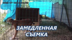 ПТИЧКУ ЖАЛКО рысь охота.mp4