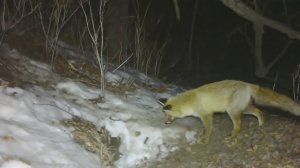 В Приамурье лиса и барсук подрались из-за норы