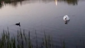 Драки птиц: лысуха гоняет лебедя по воде.