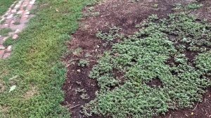 Тайна портулака раскрыта !