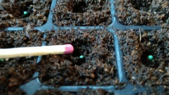 Севба ранней белокочанной капусты. смотреть онлайн