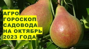 Агрогороскоп садовода на октябрь 2023 года.Gardener's agrohoroscope for October 2023