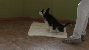 Как приучить щенка к ТУАЛЕТУ (один из способов)