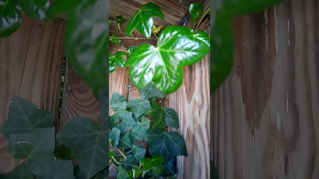 Сочная зелень весны, плющ смотреть онлайн