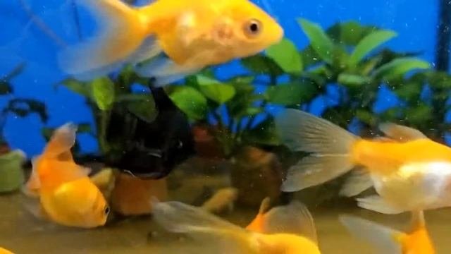 Золотые рыбки Аквариумные рыбки Релакс под музыку аквапауза