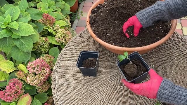 ХОТИТЕ ЧТОБЫ ЧЕРЕНКИ КЛЕМАТИСОВ УКОРЕНЯЛИСЬ 100 % ,СМОТРИТЕ и ДЕЛАЙТЕ ТАК ЖЕ .Легко и результативн смотреть онлайн