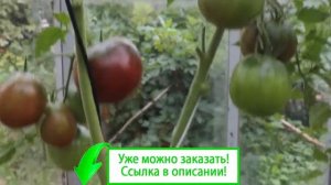 Томат черный принц заказать