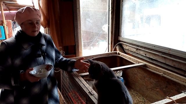 У моих перепелов яйценоскость выше, чем у кур. Раскрываю секреты.