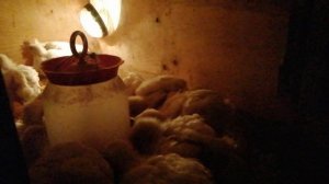 Выращивание бройлеров с 20 по 25 сутки