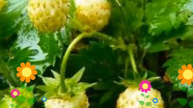 Земляника альпийская Желтое чудо. Краткий обзор, описание характеристик, где купить саженцы смотреть онлайн