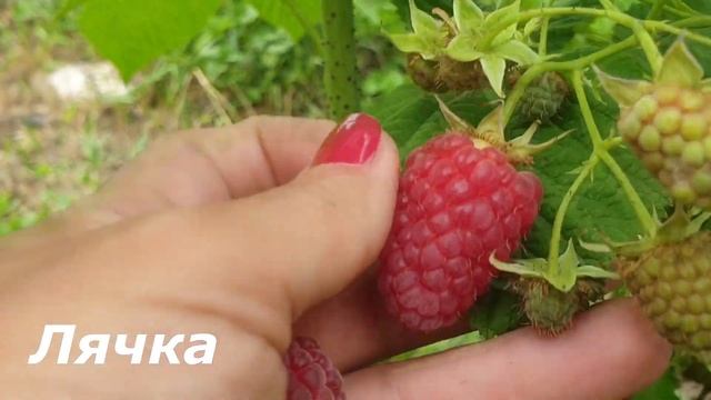 Обзор ранней летней малины Лячка смотреть онлайн