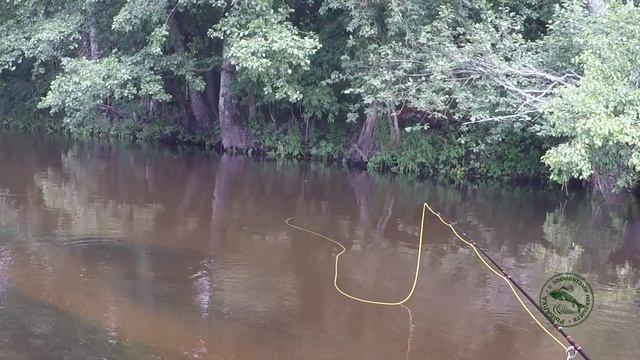ДЕНЬ ЕЛЬЦА или вот такая рыбалка на голавля. Ловля рыбы на жуков. Красивая природа.