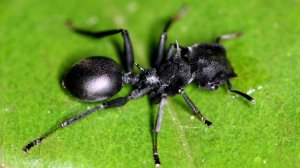 Интересные факты. Паразиты у муравьёв