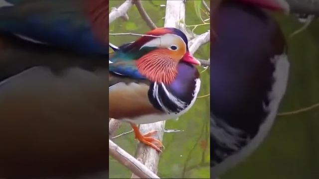 Птица Утка Мандаринка | Mandarin Duck