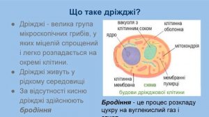 Урок № 59  Сапротрофні – цвільові гриби, дріжджі