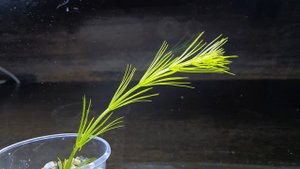 ГИДРОТРИХЕ. СЕКРЕТЫ СОДЕРЖАНИЯ. Hydrotriche hottoniiflora