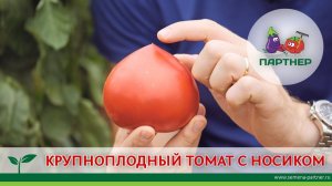 КРУПНОПЛОДНЫЙ ТОМАТ С НОСИКОМ – АНТЮФЕЙ F1