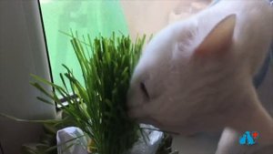 Какую траву ? любят кошки ? и почему они ее едят?