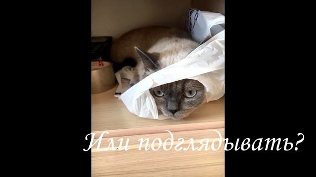 У котов свои проблемы.....mp4 смотреть онлайн