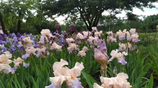 Донецк 27.05.2023 Буйство красок в Донецком ботаническом саду????????#донецк #донецксегодня #цветы смотреть онлайн