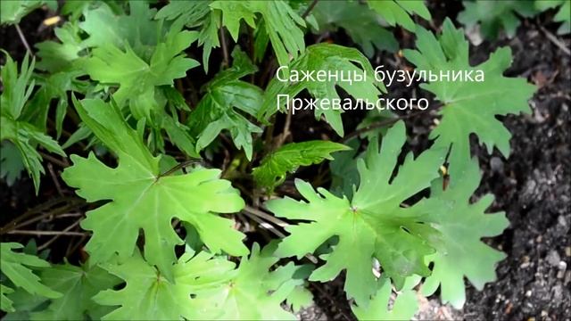 Как купить саженцы бузульника почтой