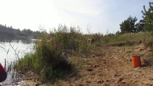 Рыбалка в Гродно,пес ныряет смотреть онлайн