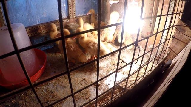 Бройлерные гуси. смотреть онлайн