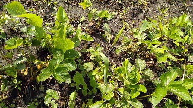 Что за птичка "крякает"? Абрикосы, Слава Севера-погиб,Чемпион Севера. #птичка,#абрикосы. смотреть онлайн