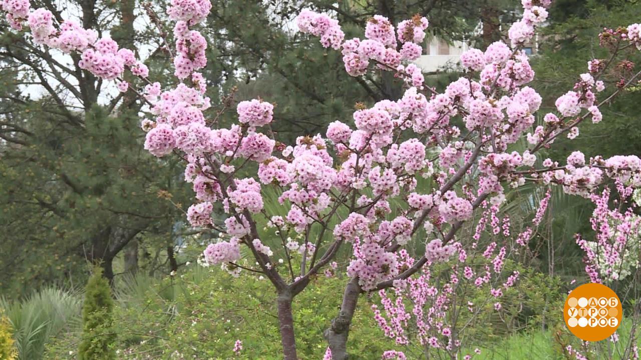 Апрель. Погода удивляет... Доброе утро. Фрагмент выпуска от 08.04.2024